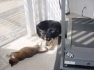 _20030422_argus_n_kiki_01.JPG