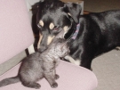 _20030802_argus_teddy-bear_03.jpg