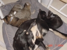 _20040107_argus_n_kitties_05.jpg