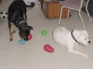 _20030704_torrie_robin_01.jpg
