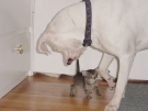 _20030622_torrie_n_tiger_05.jpg