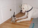 _20030622_torrie_n_tiger_17.jpg