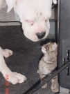_20030625_torrie_tiger_07_rot.jpg