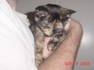 random_fluffy_sally_05.jpg