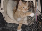 simba_01.jpg